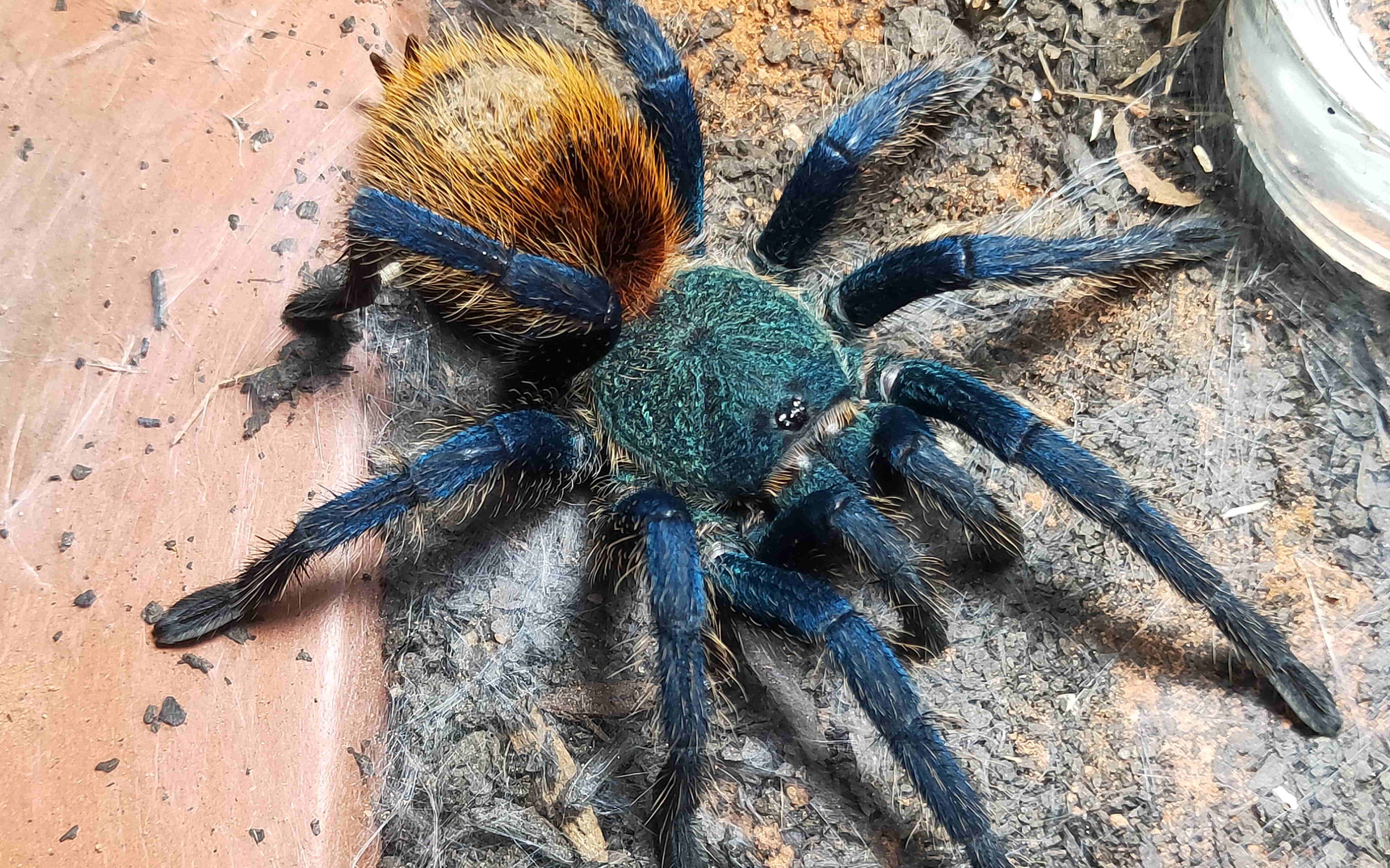 【捕食展示】委内瑞拉红绿橙捕猎樱桃蟑螂