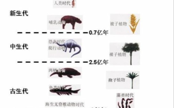 古生物学,古哺乳动物发展与古代脊椎动物进化历史哔哩哔哩bilibili