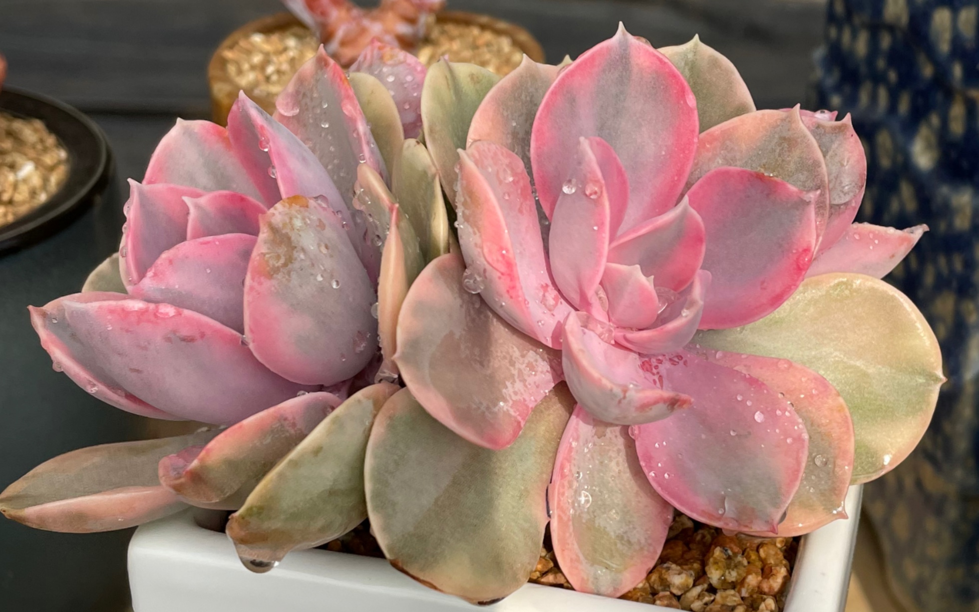 多头彩虹多肉植物 锦类萌肉