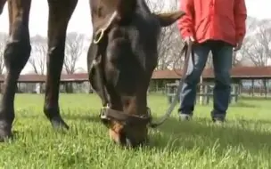 Скачать видео: 鲁铎和骑手搭档的重逢见面