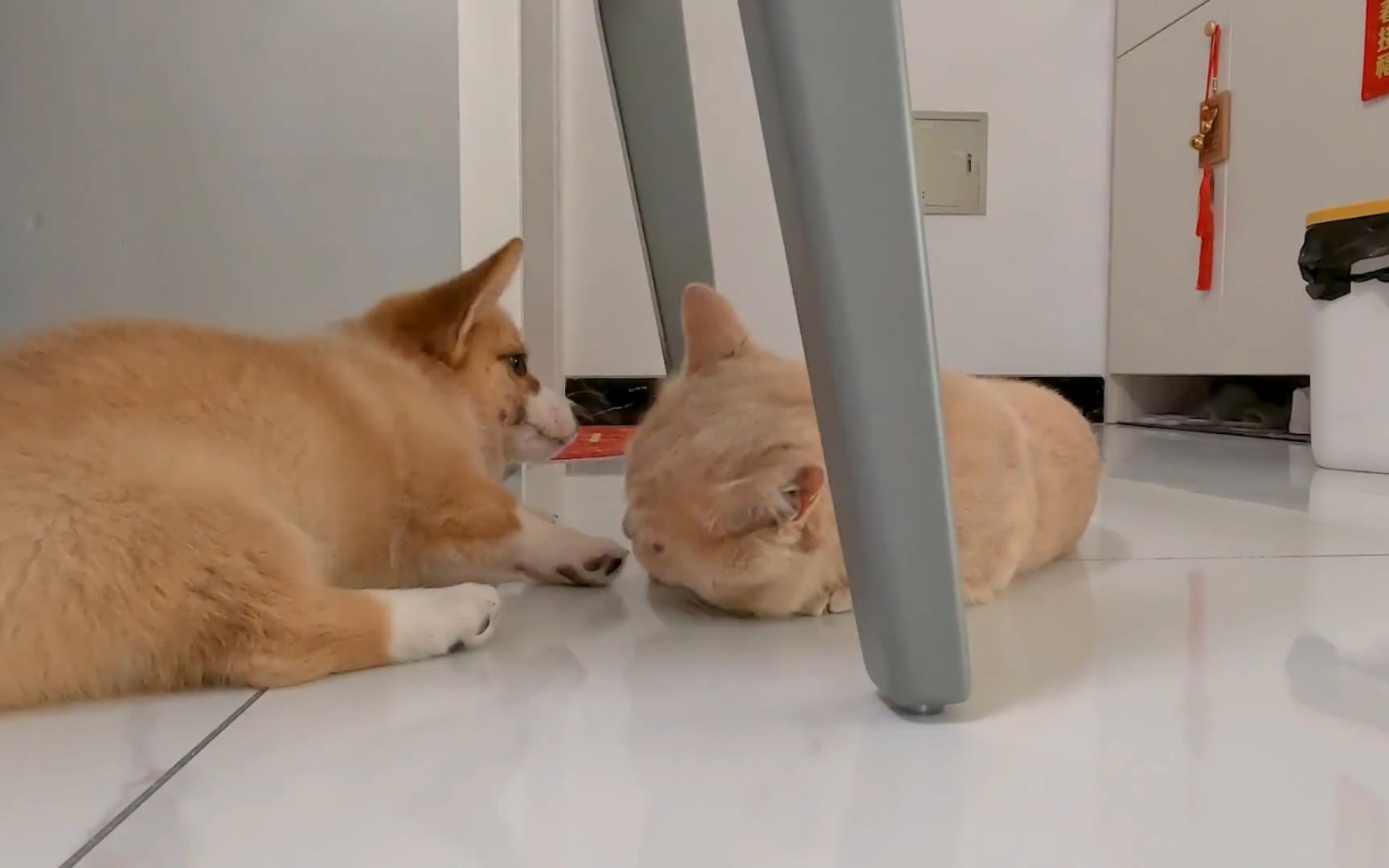 萌宠大乱斗:猫狗大战的n个理由!