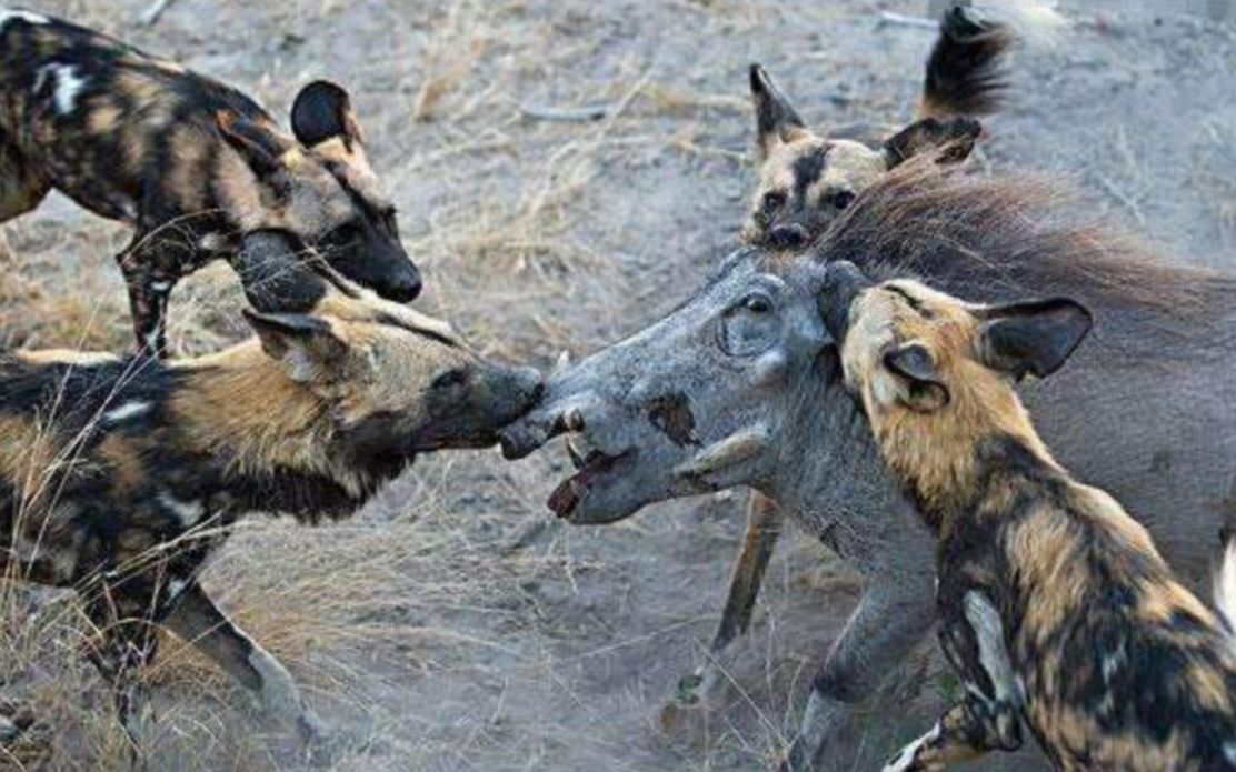 疣猪被9只野狗围攻生死关头疣猪这样保命镜头记录全程