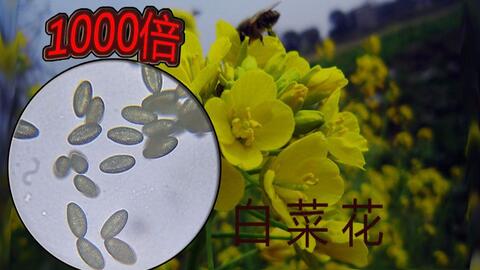你见过白菜花的花粉吗 显微镜下的样子给你惊喜 哔哩哔哩