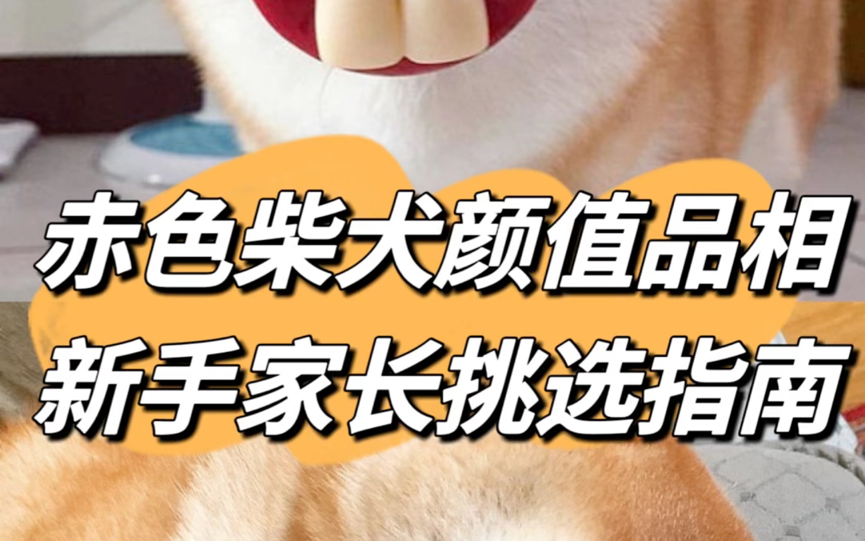 赤色柴犬颜值品相新手家长挑选指南!哔哩哔哩bilibili