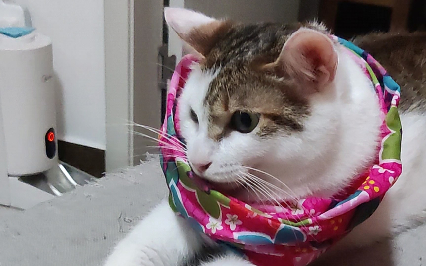 带花围巾的小猫猫姑娘