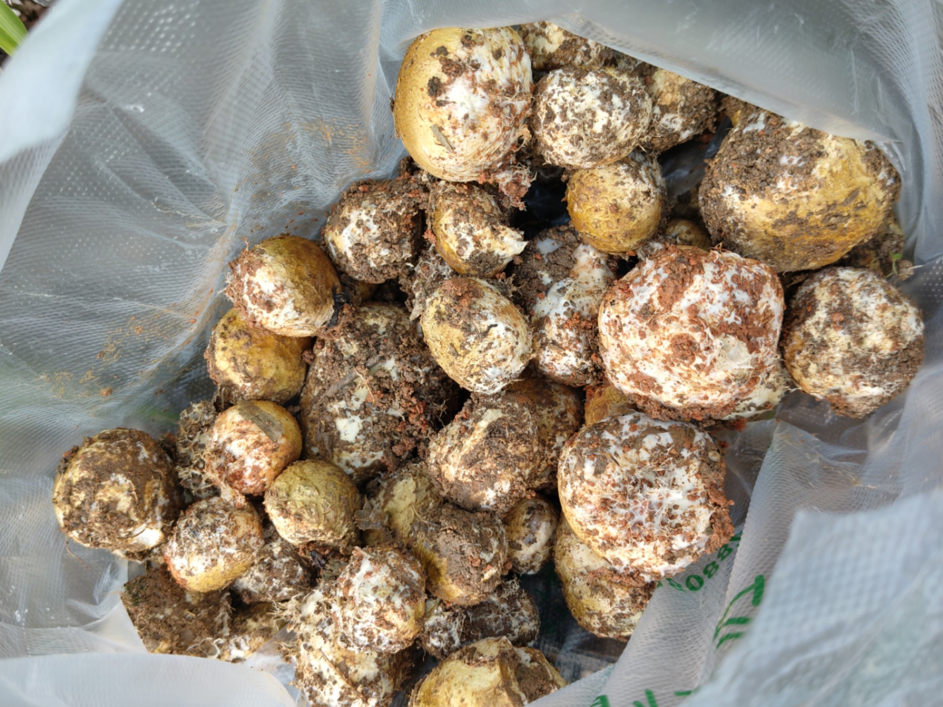 找菌子之马屁泡