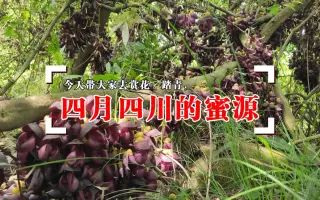 蜜源植物 搜索结果 哔哩哔哩弹幕视频网 つロ乾杯 Bilibili