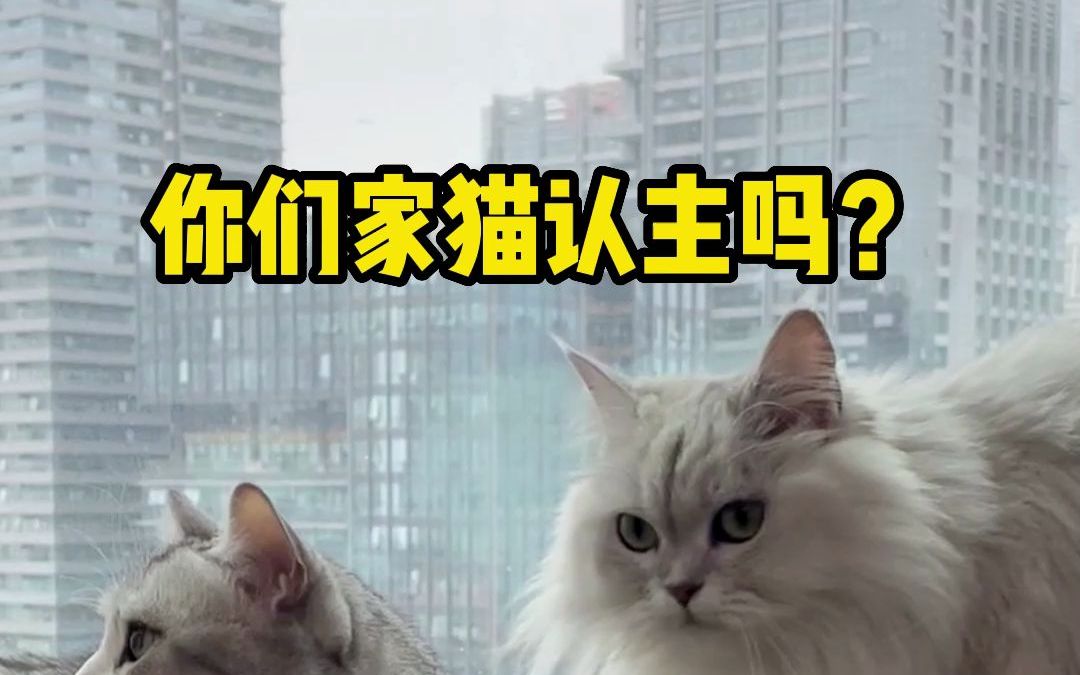 【猫咪冷知识】猫咪认主的6大标志,你们家猫中了几点?哔哩哔哩bilibili