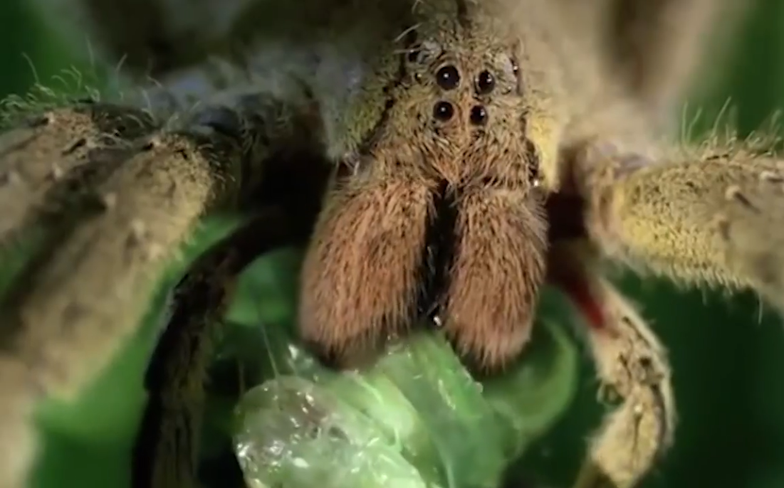 【科普】【中英】潜伏身边的15大危险动物