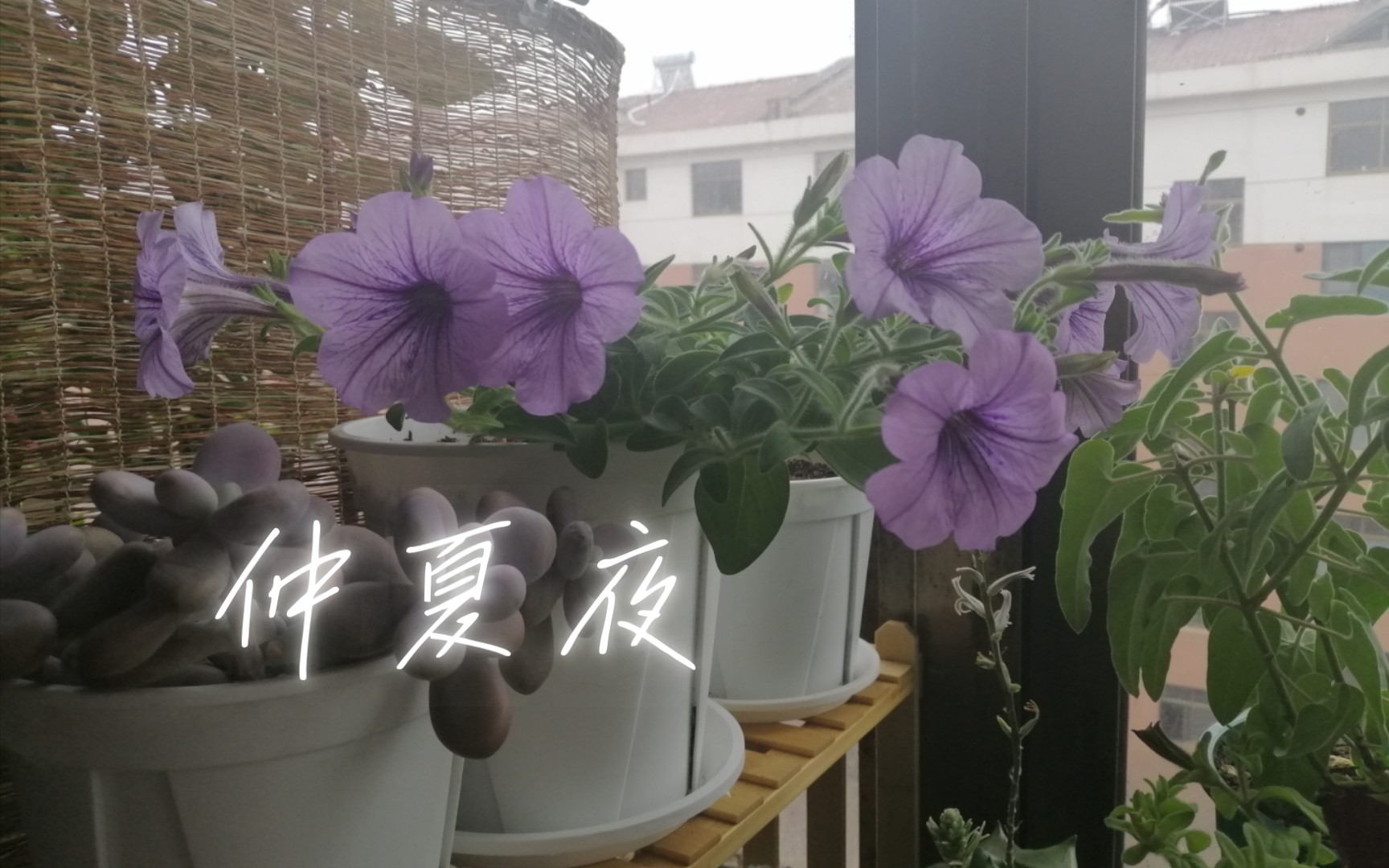 星空系矮牵牛:仲夏夜,但无星之夜,与雷霆之空的对比