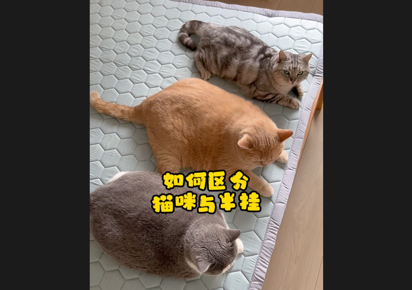 如何区分猫咪与半挂哔哩哔哩bilibili