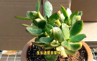 花月锦 哔哩哔哩 Bilibili