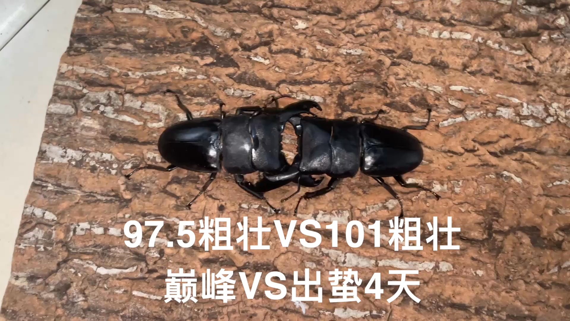 苏拉威西巨扁&dhh内战