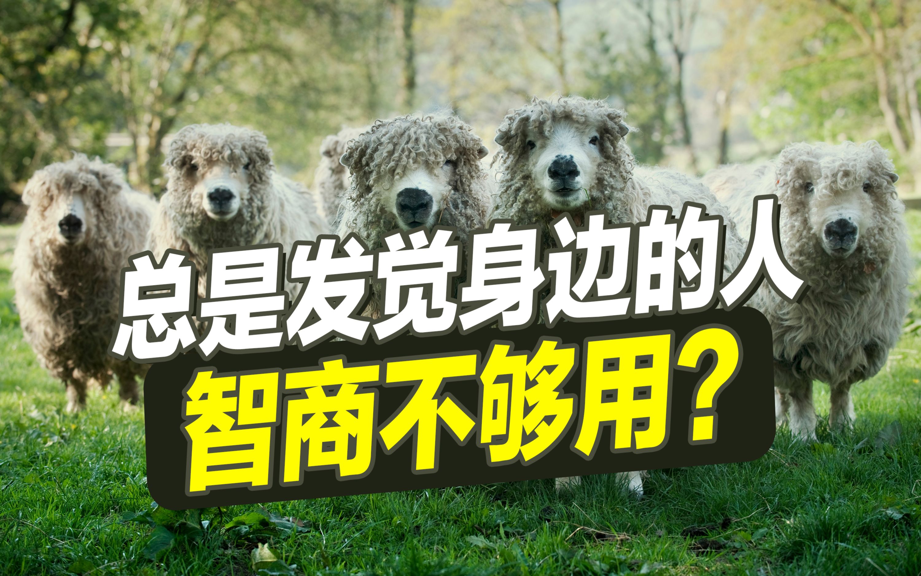 总是发觉身边的人"智商不够用"?_哔哩哔哩_bilibili