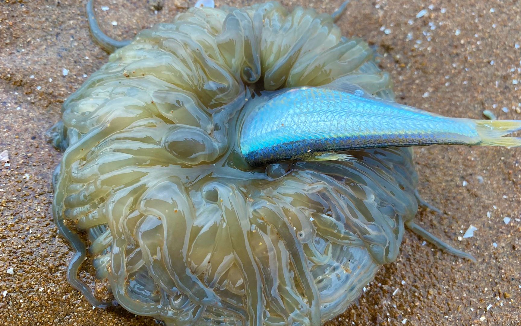 大玲趕海,在退潮後的沙灘上看到海葵正在在吃小魚,還有海兔噴墨