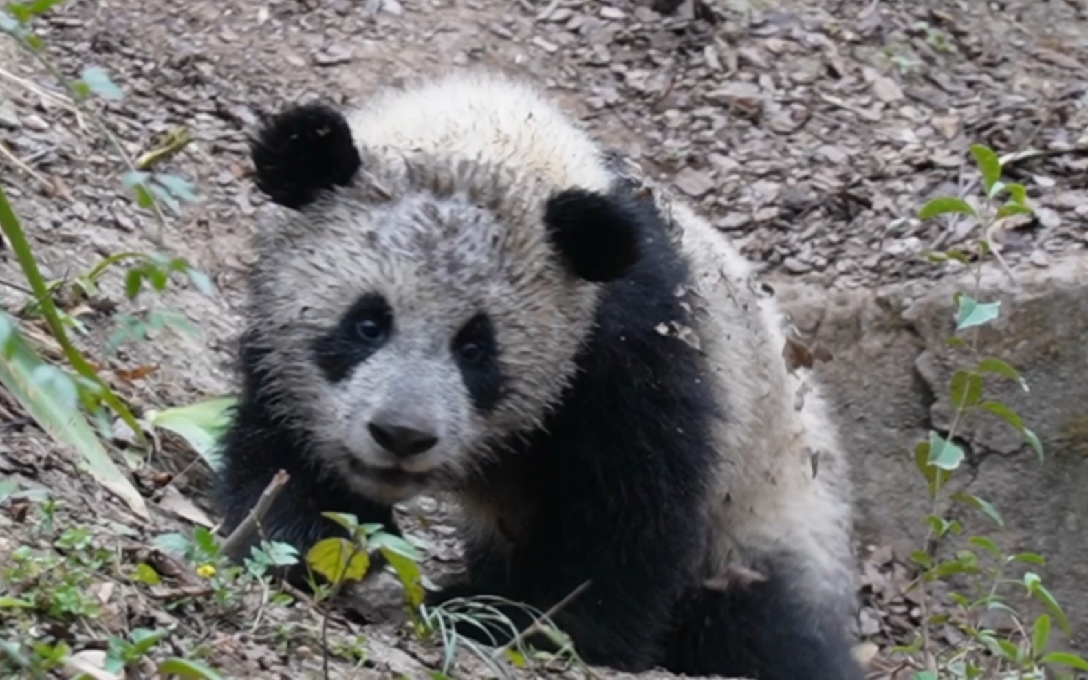 【大熊猫奥林匹亚,科念】兔子跳的科念念,你看你妈都被你逗笑了983.