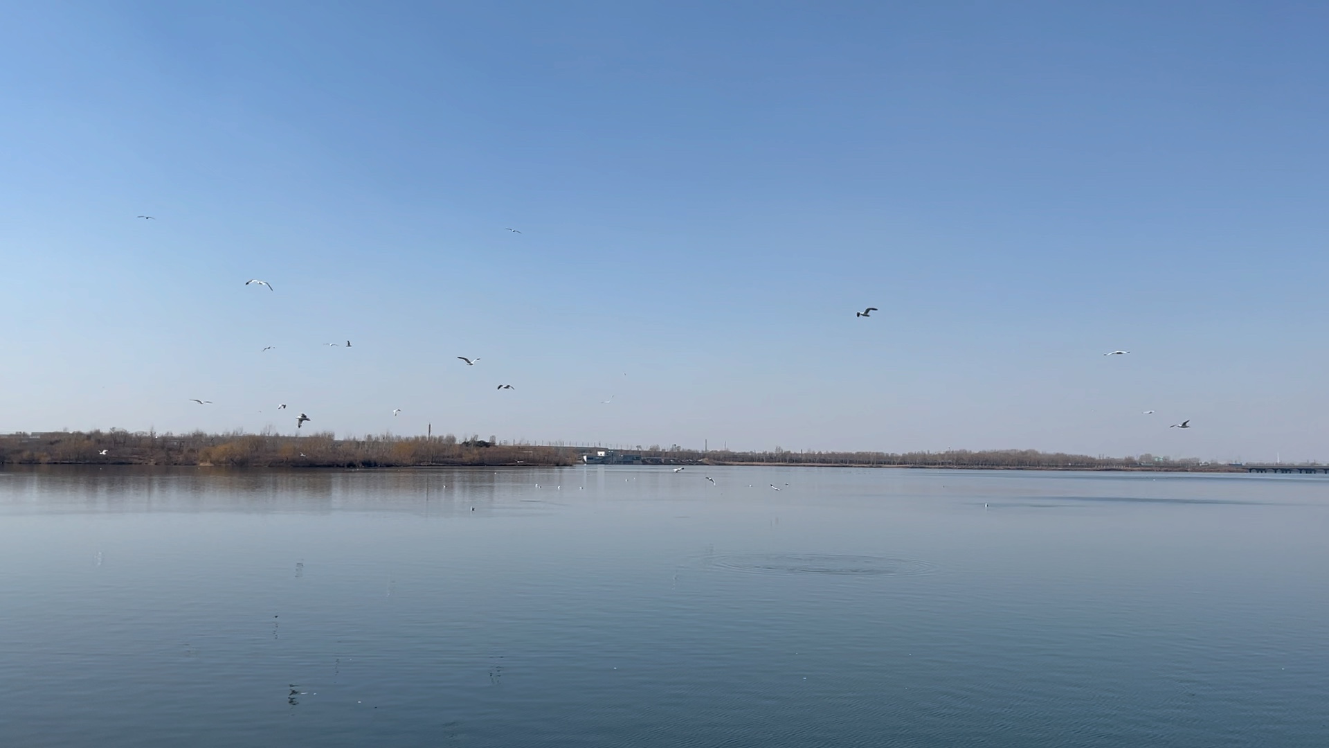 丁香湖海鸥图片