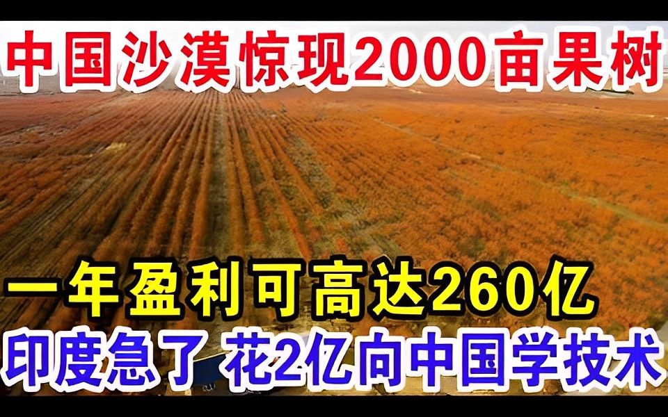 中国沙漠惊现2000亩果树,一年盈利可高达260亿,印度急了花2亿向中国学技术哔哩哔哩bilibili