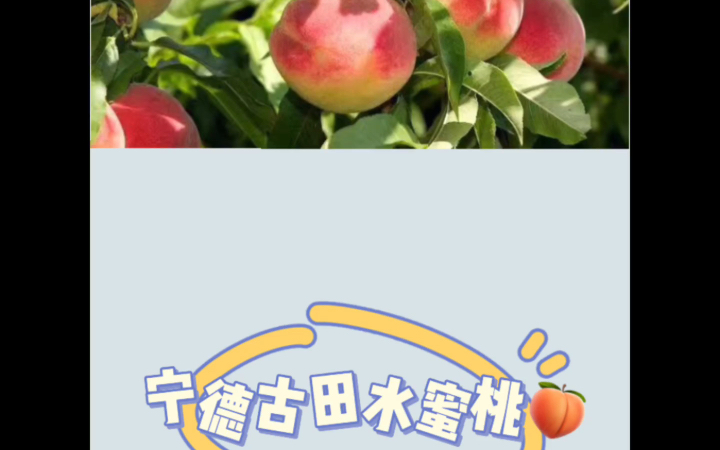 又到每年桃花盛开的季节了!桃之夭夭,灼灼其华!哔哩哔哩bilibili