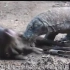 科莫多巨蜥猎杀野猪，场面堪比凌迟处死，简直比鬣狗还残忍~1