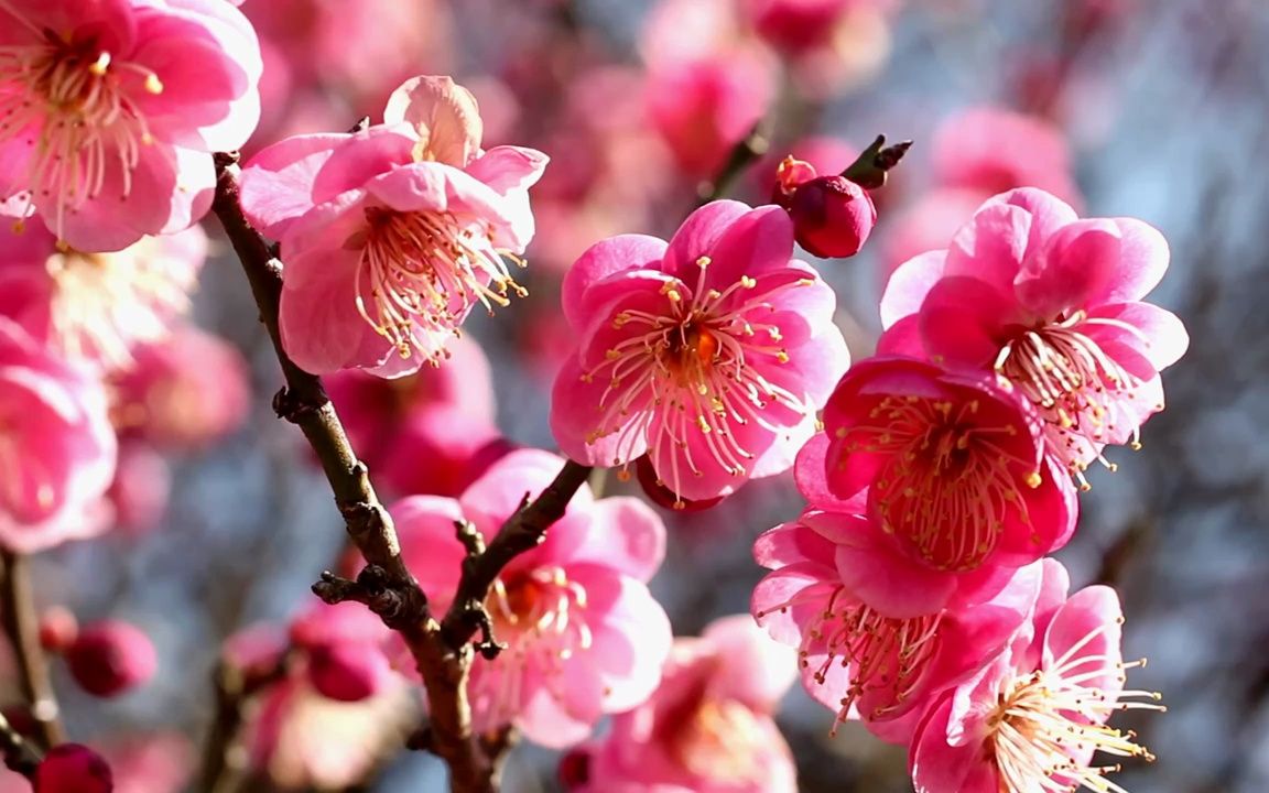 视频素材 ▏d150 2k超高清画质唯美小清新桃花梨花梅花盛开鲜花绽放