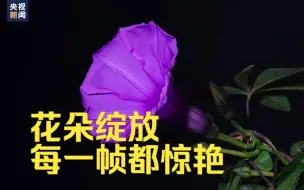 Download Video: 镜头下，花苞渐渐舒展，宛如精灵在舞蹈