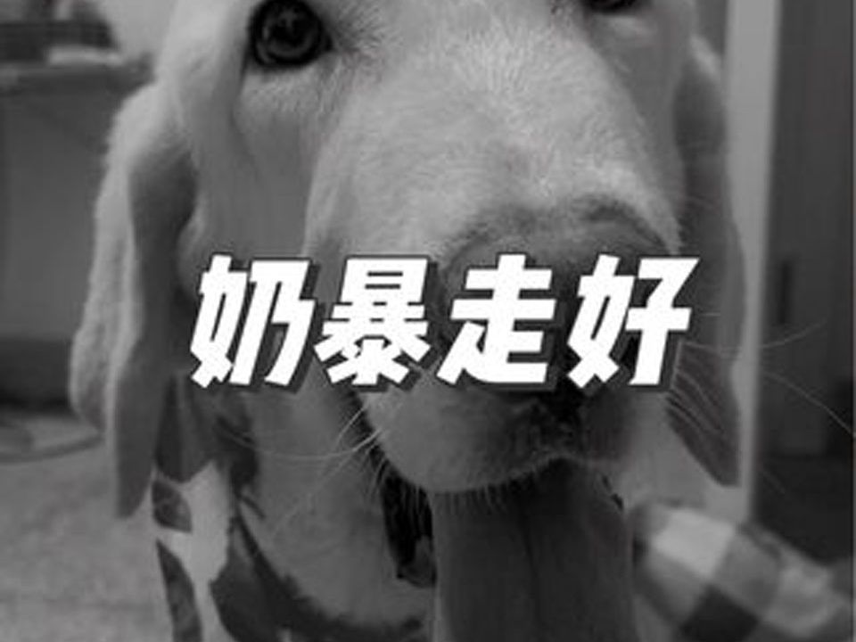 奶暴7.15日21:57分永远离开了……哔哩哔哩bilibili