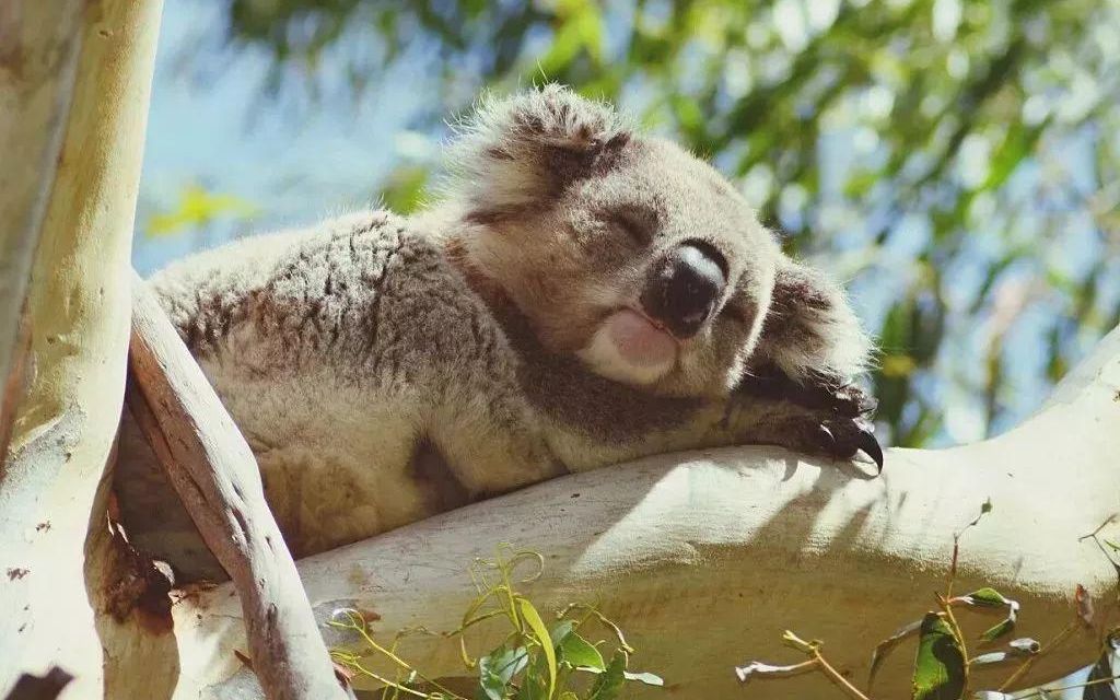 世界上最懒的动物排行榜:猜猜排第一的是什么