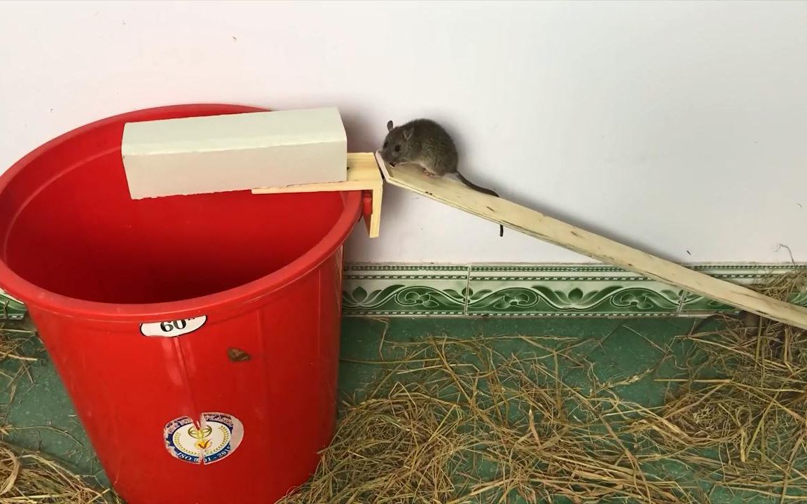 用水桶和纸板制作一个捕鼠陷阱,看看效果如何!