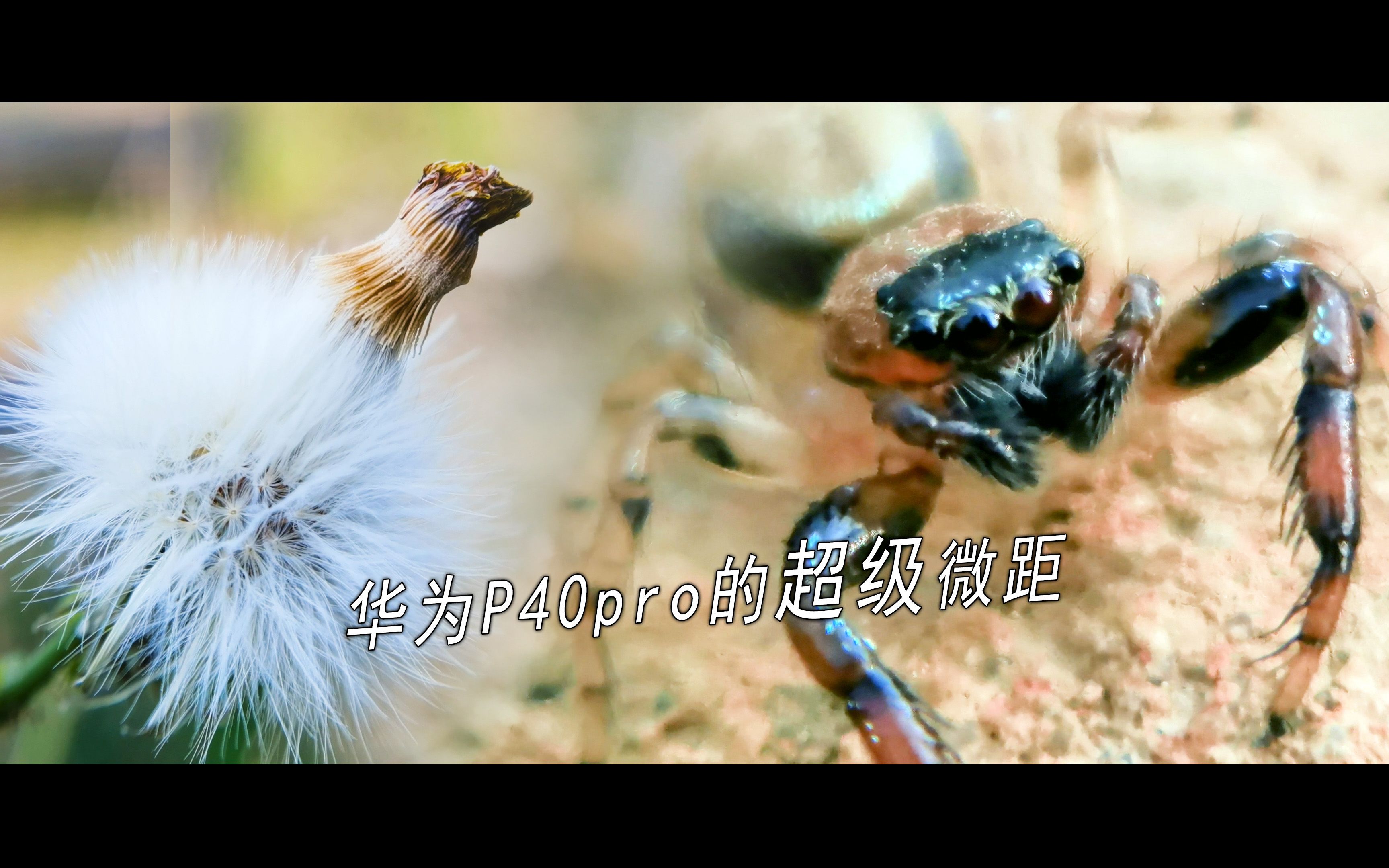 华为p40pro套上微距镜头能拍出什么神仙效果