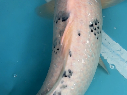 《锦鲤》精品别甲,母鱼,60公分