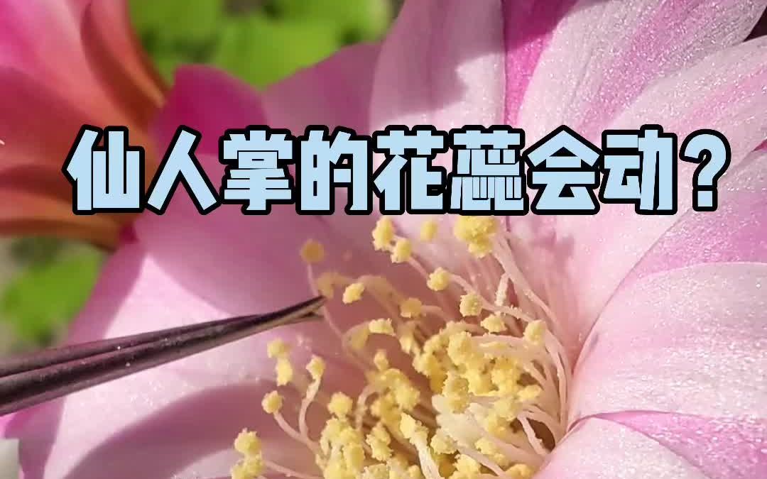 [图]仙人掌的花蕊会动？