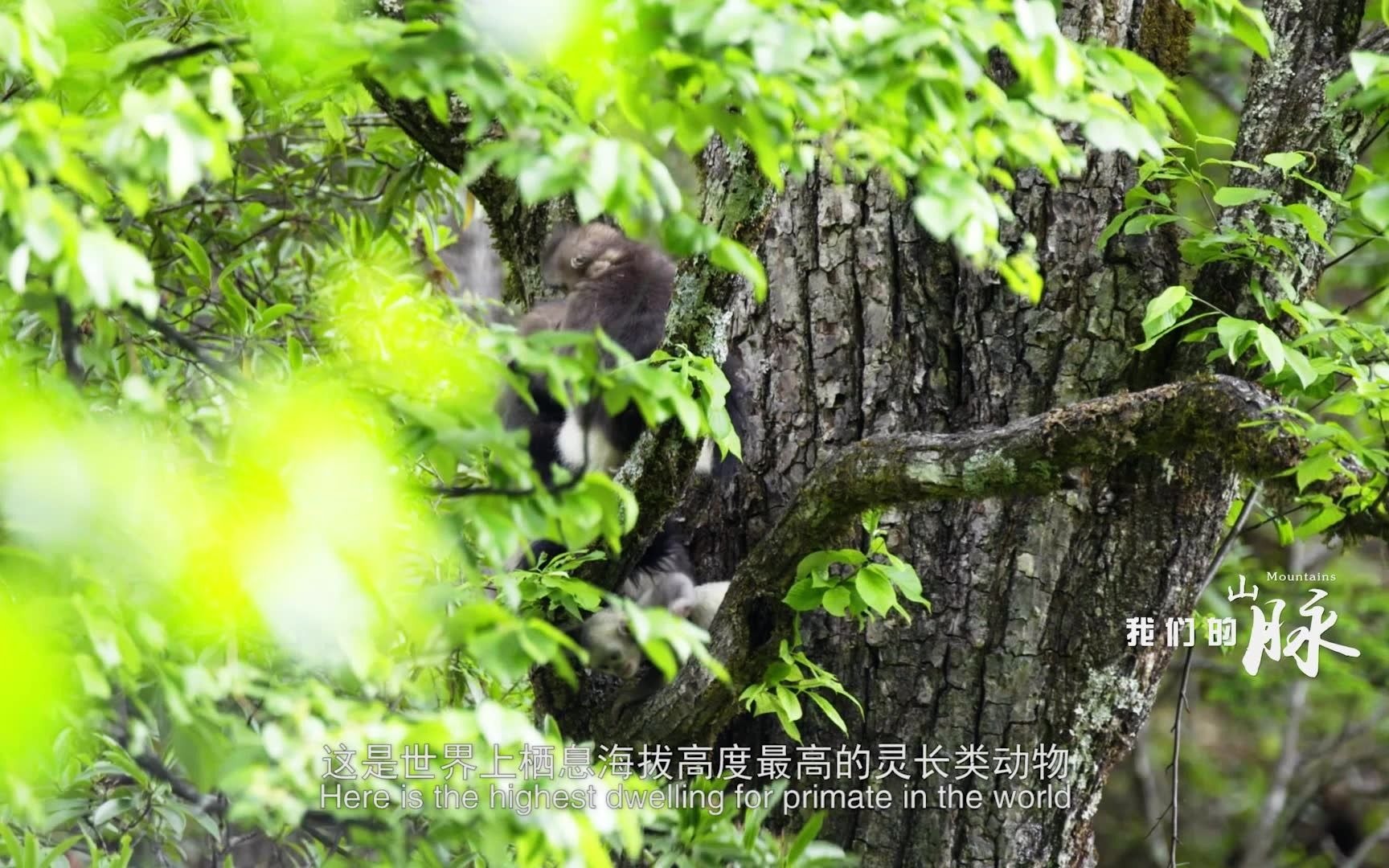 云南生物多样性保护宣传片《我们的山脉》哔哩哔哩bilibili