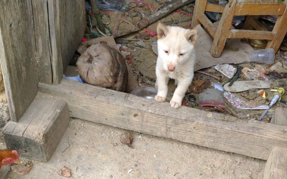 中華田園犬小奶狗.家裡雖然窮,別嫌棄哦