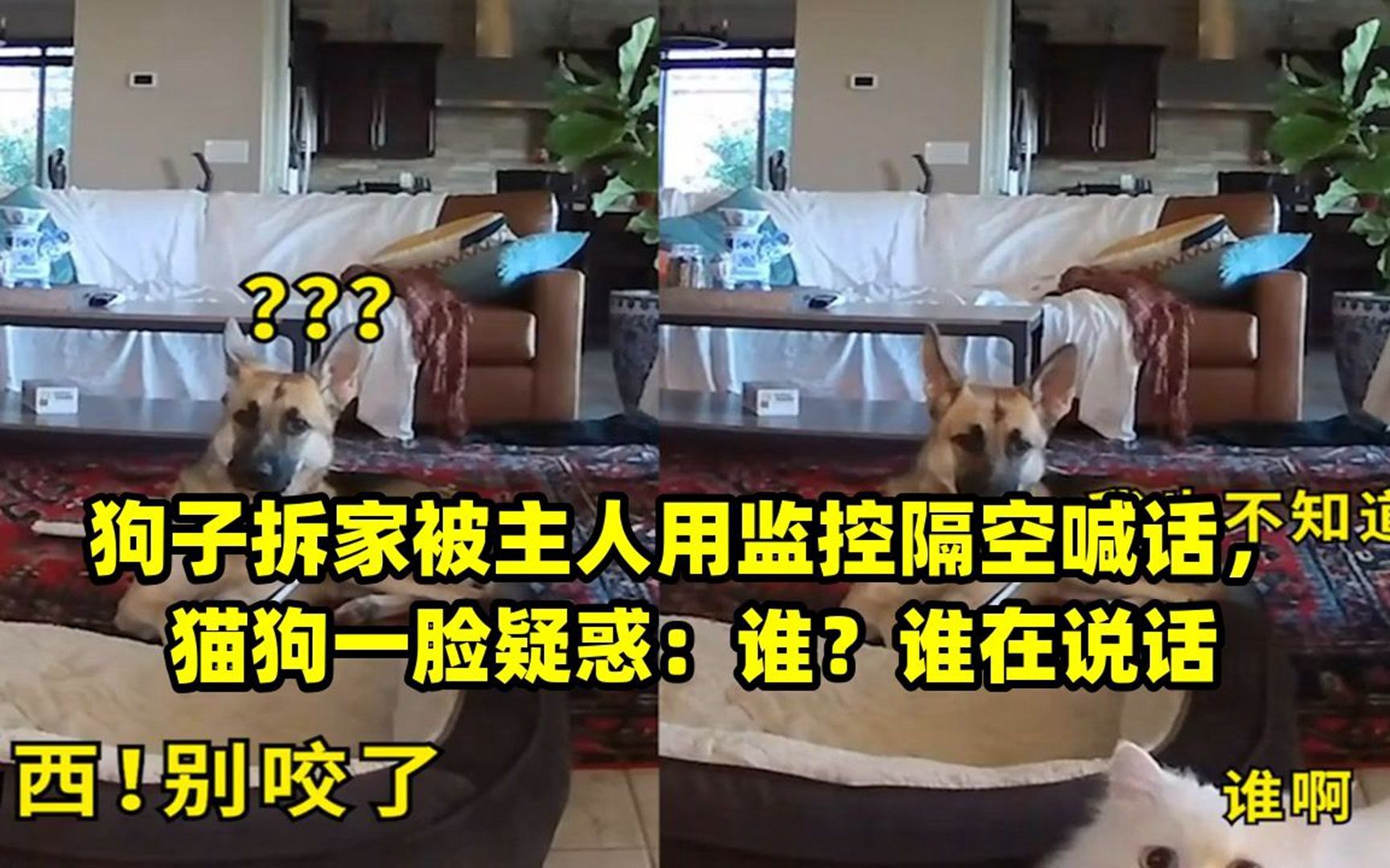 狗子拆家被主人用监控隔空喊话,猫狗一脸疑惑:谁?谁在