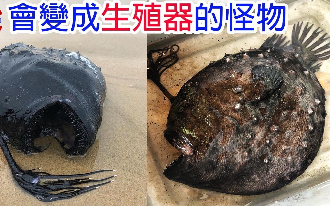 [生物放大镜]＂消化＂身体成为别人生殖器的恐怖生物|他并不是灯笼鱼!|为了爱成为你身体的一部分|搬运哔哩哔哩bilibili