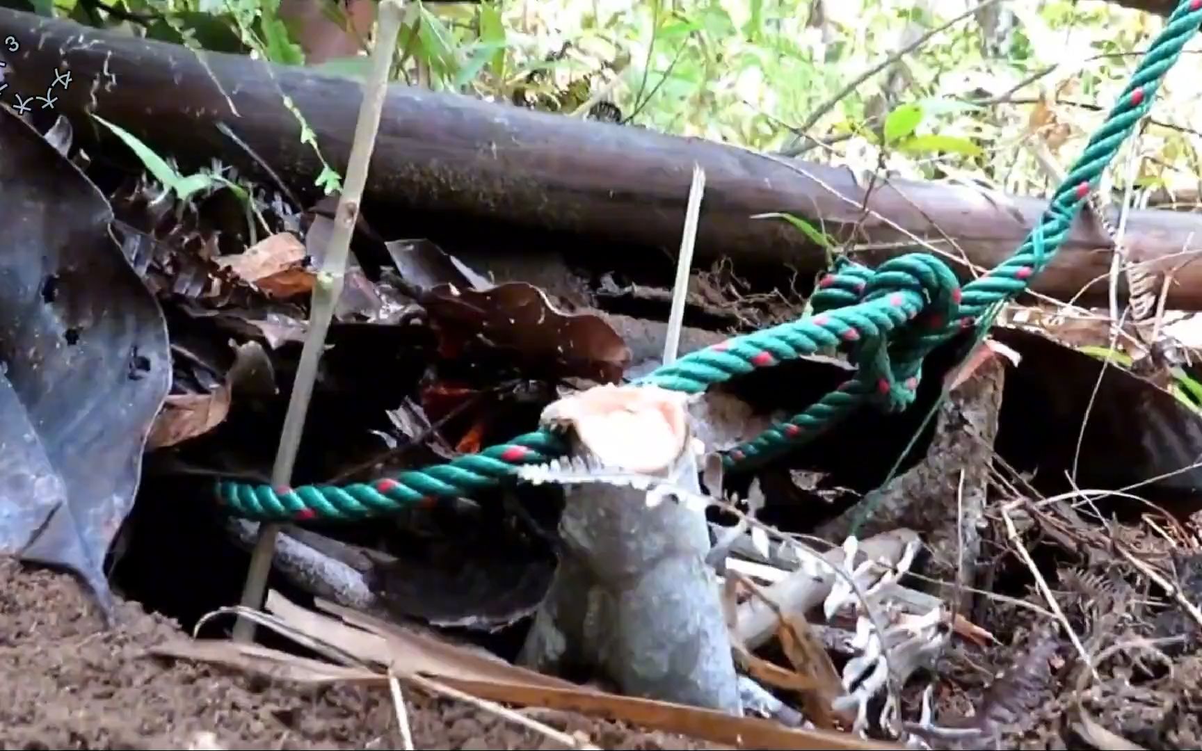 国外荒野狩猎 利用原始方法做陷阱 捕猎到大家伙