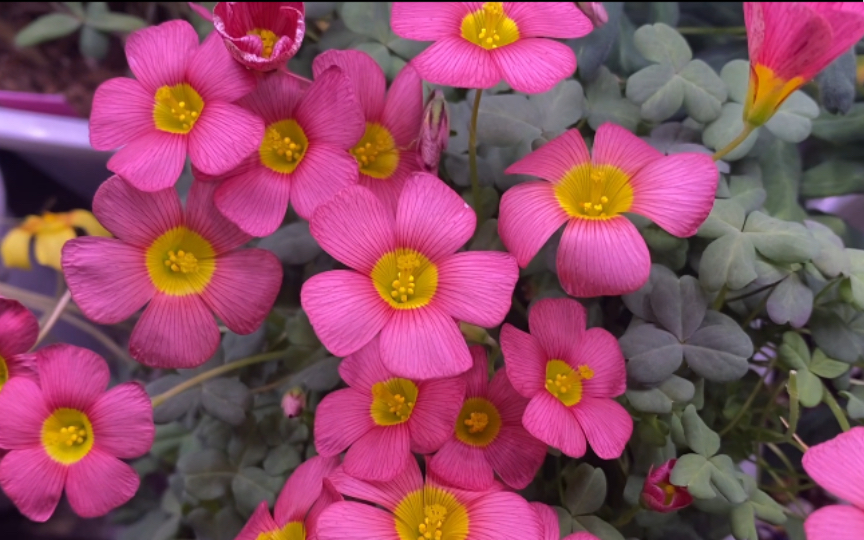 拾柒の酢|酢浆草ob菱锰矿花期随拍