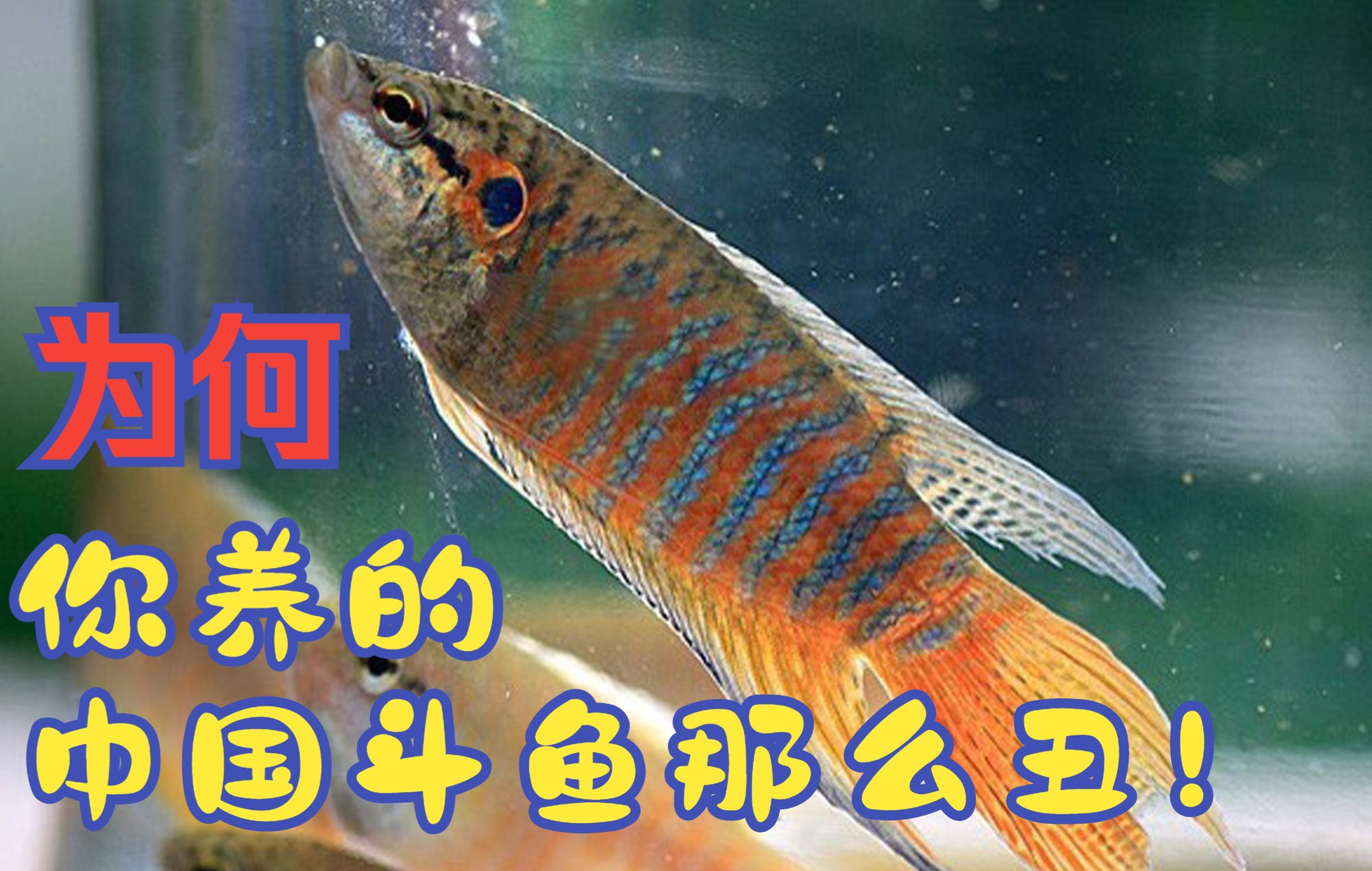 为什么你养的中国斗鱼那么丑?因为第一步!鱼缸就没布置对!