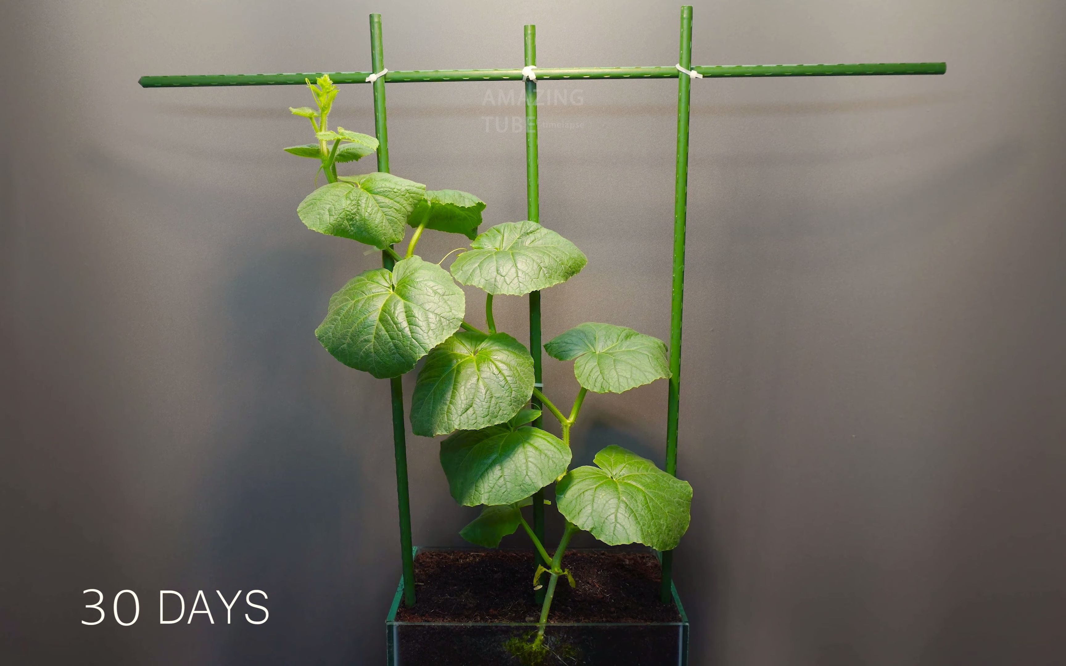 50天哈密瓜从种子生长延时 growing melon from seed - 50 days time