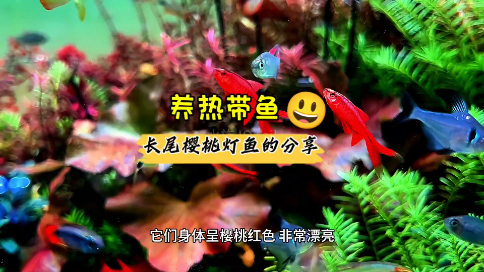 养热带鱼 长尾樱桃灯鱼的分享