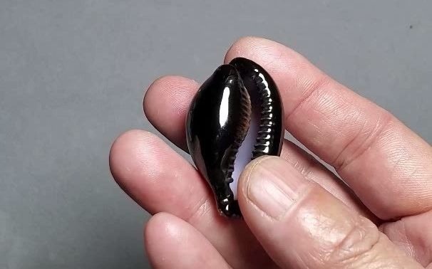 玛瑙宝螺-黑是最艳的颜色_哔哩哔哩_bilibili