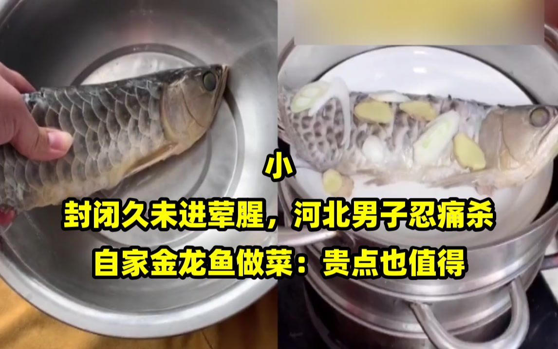 小区封闭久未进荤腥,河北男子忍痛杀自家金龙鱼做菜:贵点也值得