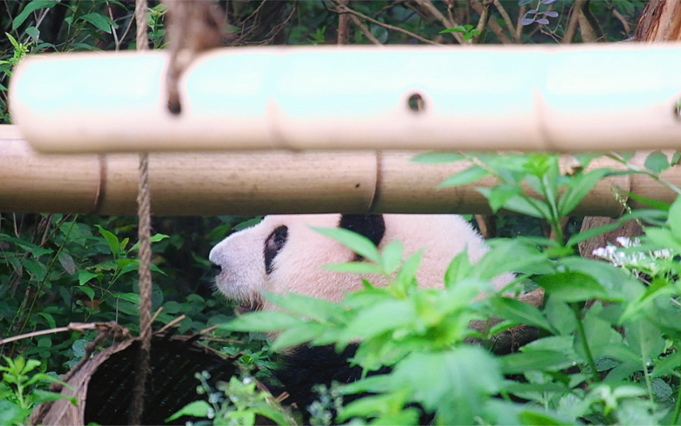 2023.08.05 花花知道叶子费玩具,编个小竹筐送弟弟𐟘„哔哩哔哩bilibili