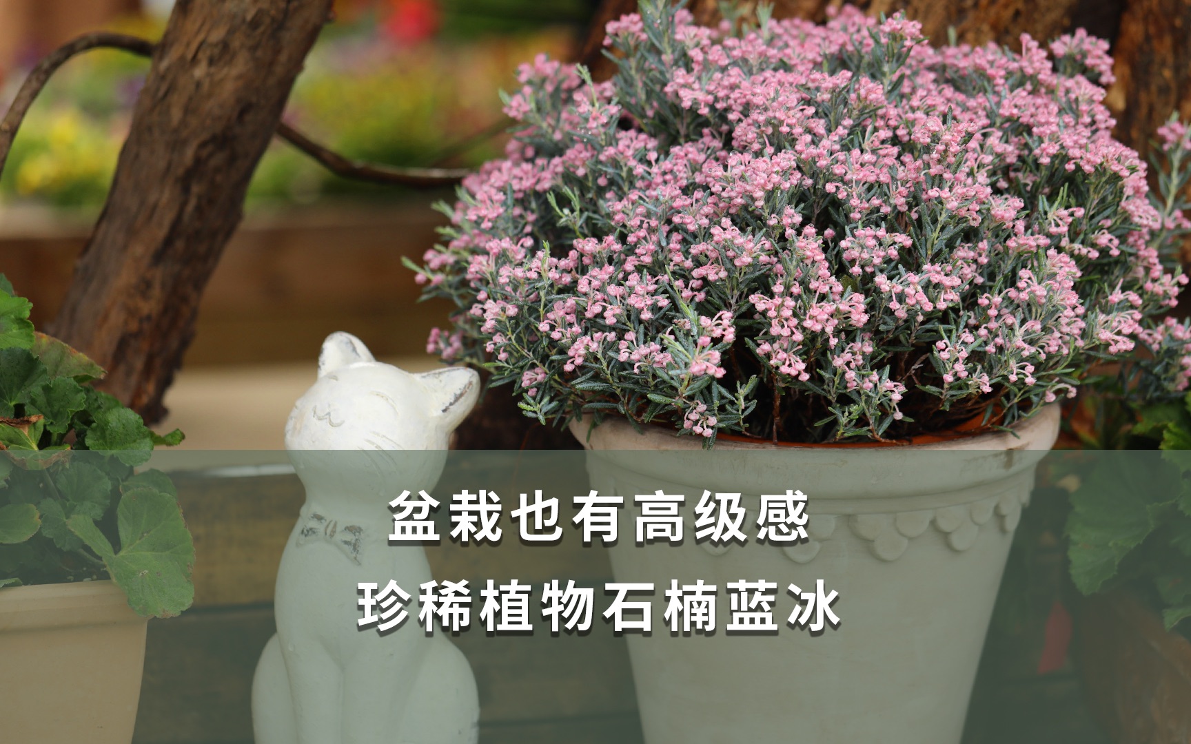 海妈植物推荐盆栽也有高级感珍稀植物石楠蓝冰