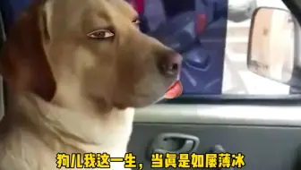 我这一生，如屡薄冰