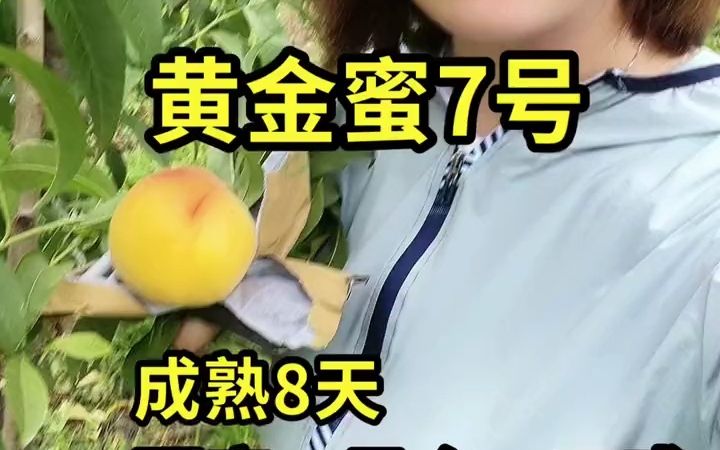 分享果树知识,传播正能量.黄金蜜7号哔哩哔哩bilibili