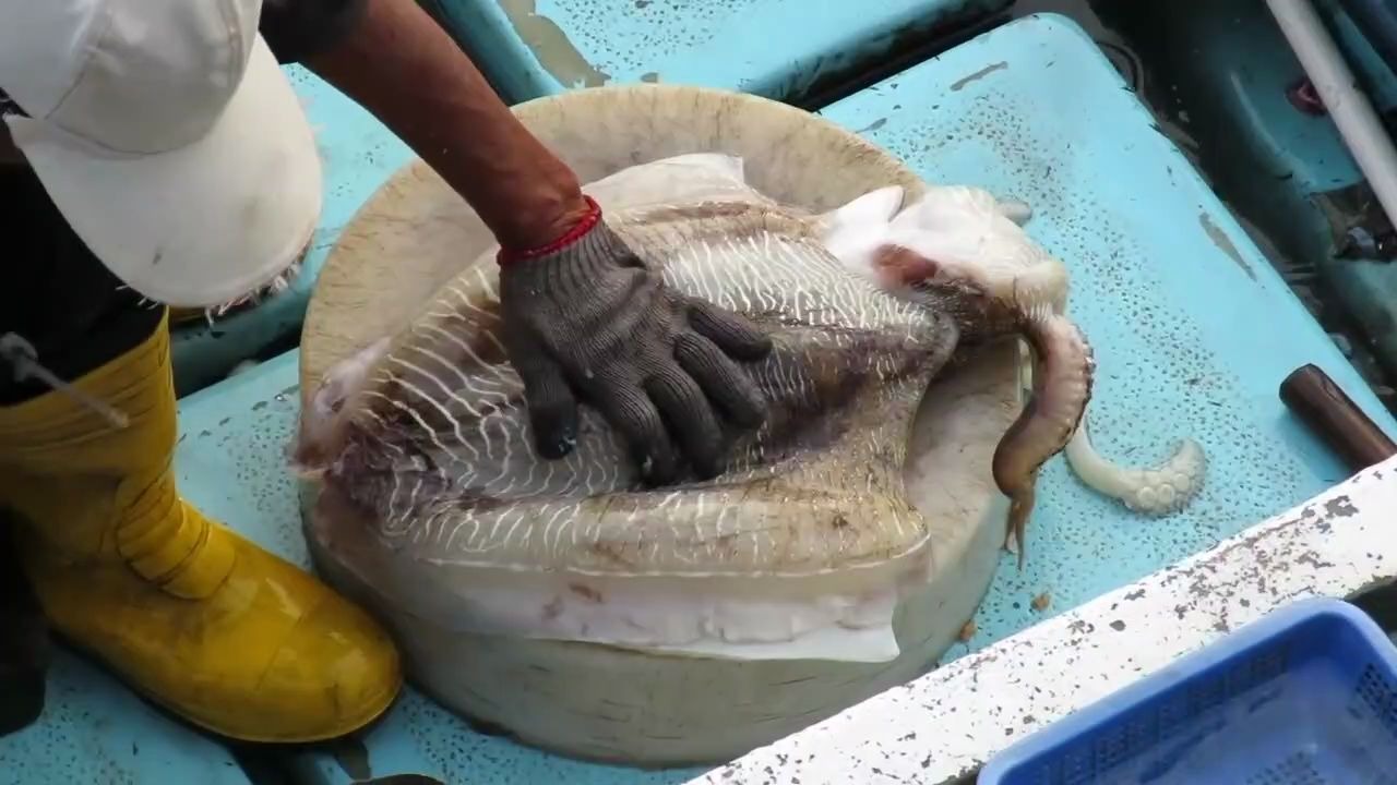 你知道墨鱼该怎么处理吗?看看这个视频