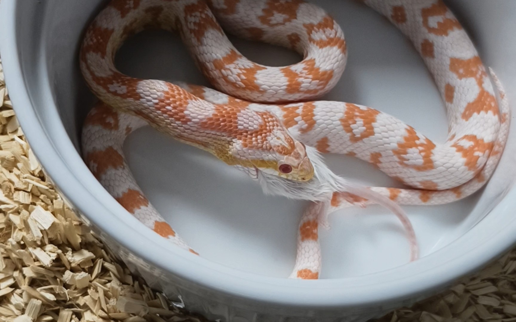 喂个珊瑚雪白玉米蛇