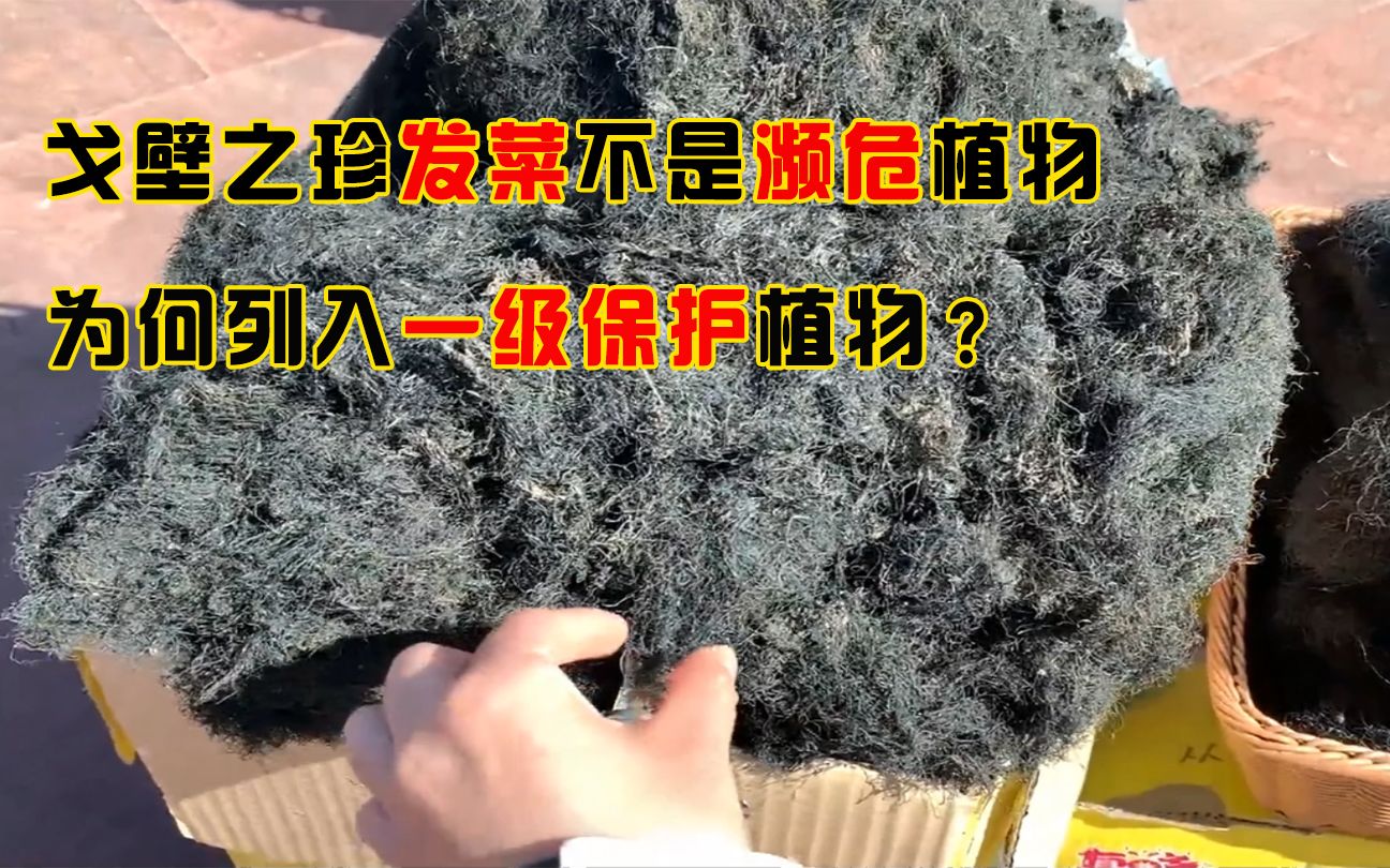 “戈壁之珍”发菜，不是植物也不濒危，为何成了国家一级保护植物？